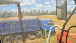 Аграрии Ровеньского района завершили уборку гороха