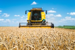 Хлеборобы СПК «Заветы Ильича» вырастили хороший урожай озимой пшеницы