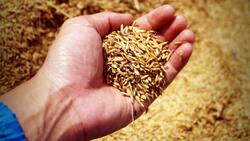 Белгородские аграрии собрали более 3 млн тонн зерна