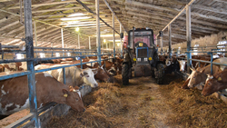 Хозяйства Ровеньского района перевели крупный рогатый скот на «зимние квартиры»