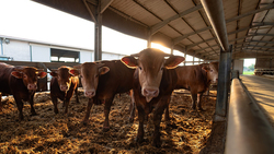 Ровеньский район занял лидирующие позиции по показателям отрасли молочного животноводства