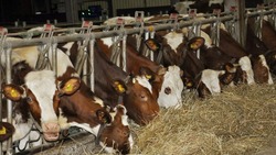 Животноводы хозяйства «Заветы Ильича» добились значительного увеличения производства молока