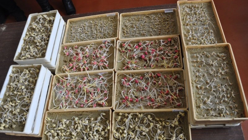 Прежде, чем семена лягут в почву