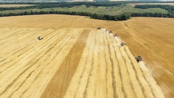Уборка ранних зерновых культур стартовала в Белгородской области