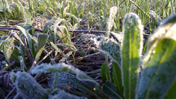 МЧС предупредило о возможных заморозках на территории Белгородской области