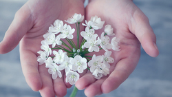 Ровенчане смогут присоединиться к благотворительному марафону «Белый цветок» 14 сентября