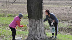 Ровенчане высадили более 50 деревьев на рекреационной зоне «Солнечный остров»