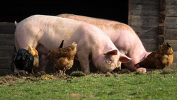 Ветеринары предупредили ровенчан об опасном заболевании свиней