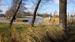 Белгородская область увеличила площадь лесов благодаря нацпроекту «Экология»