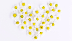 Ровенчане смогут принять участие в благотворительной акции «Белый цветок» 16 сентября
