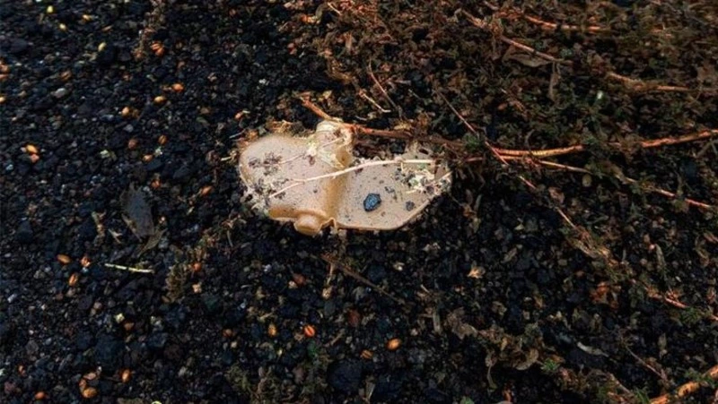 Вячеслав Гладков: с начала СВО сапёры обезвредили более 10 тыс. снарядов в приграничье