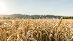 Белгородские аграрии получили более 1 млн тонн зерна