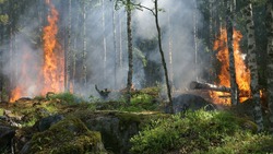 Более 120 лесных пожаров произошли на территории Белгородской области на прошлой неделе