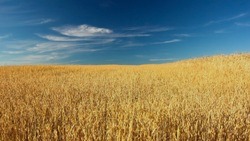 Вячеслав Гладков: «Более 3 млн тонн зерновых уже убрали»