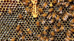 Белгородские депутаты облдумы отменили закон о пчеловодстве