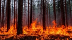 Власти региона объявили на территории Белгородской области пожароопасный сезон