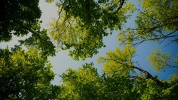 Более 1,5 тыс. человек примут участие в высадке деревьев в белгородском парке Памяти