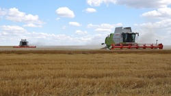 Дождливая погода нарушила ровеньским земледельцам график уборки зерновых культур