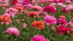 Растения под запретом