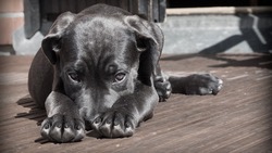 Зоозащитники напомнили белгородцам о необходимости чипирования собак