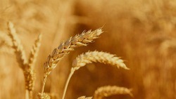  Вячеслав Гладков сообщил о завершении сева ранних зерновых 