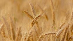 Россельхозцентр провёл апробацию посевов озимой пшеницы в Белгородской области