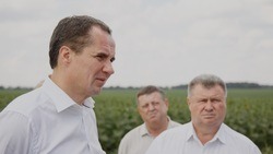 Вячеслав Гладков прокомментировал ход уборки урожая в регионе 