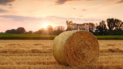 Правительство РФ выделило региону 4 млрд рублей на развитие сельского хозяйства