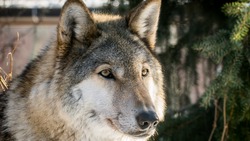 Белгородское управление экоохотнадзора сообщило о снижении популяции волков в регионе