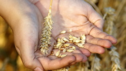 Белгородские аграрии получили более 3,7 млн тонн зерновых в 2019 году